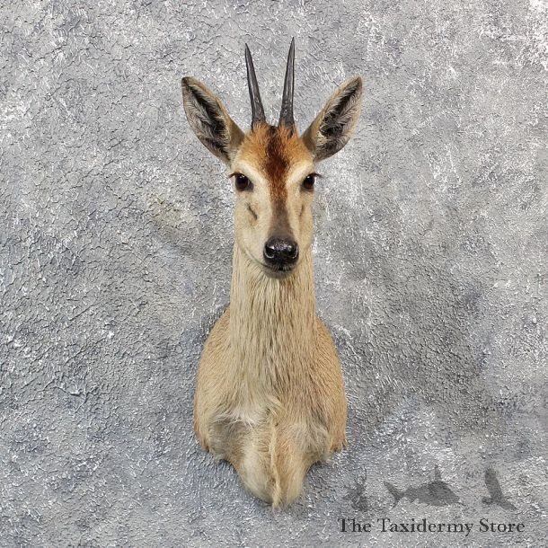 African Grey Duiker Shoulder #11548 - For Sale - The Taxidermy Store