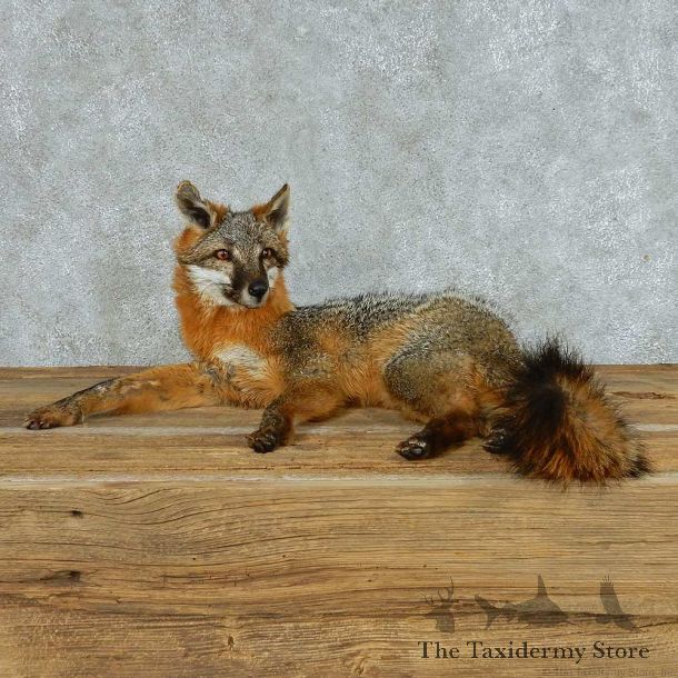 Gray Fox Life Size Taxidermy Mount #13699 For Sale @ The Taxidermy Store