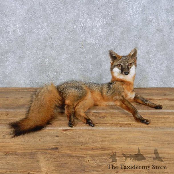 Gray Fox Life-Size Mount For Sale #14980 @ The Taxidermy Store