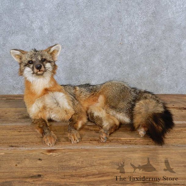 Gray Fox Life-Size Mount For Sale #15573 @ The Taxidermy Store