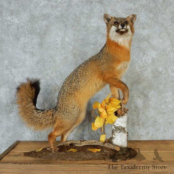 Standing Gray Fox Taxidermy Mount #13201 For Sale @ The Taxidermy Store