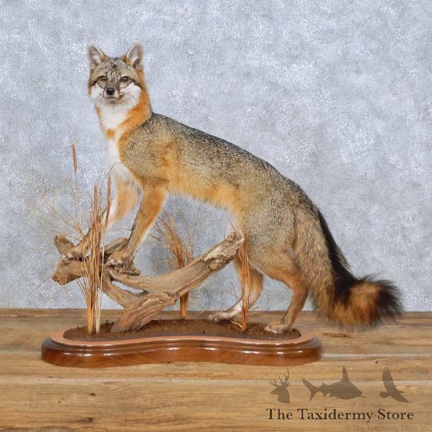 Standing Gray Fox Life Size Taxidermy Mount #13959 For Sale @ The Taxidermy Store