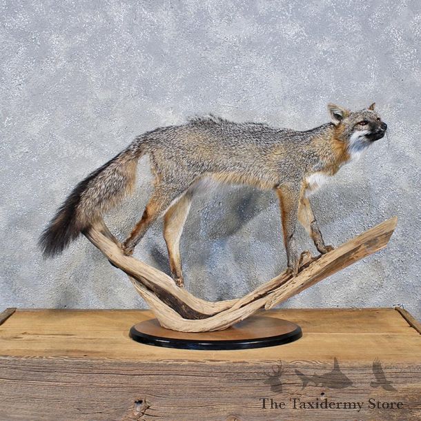 Grey Fox Taxidermy Mount #11971 For Sale @ The Taxidermy Store
