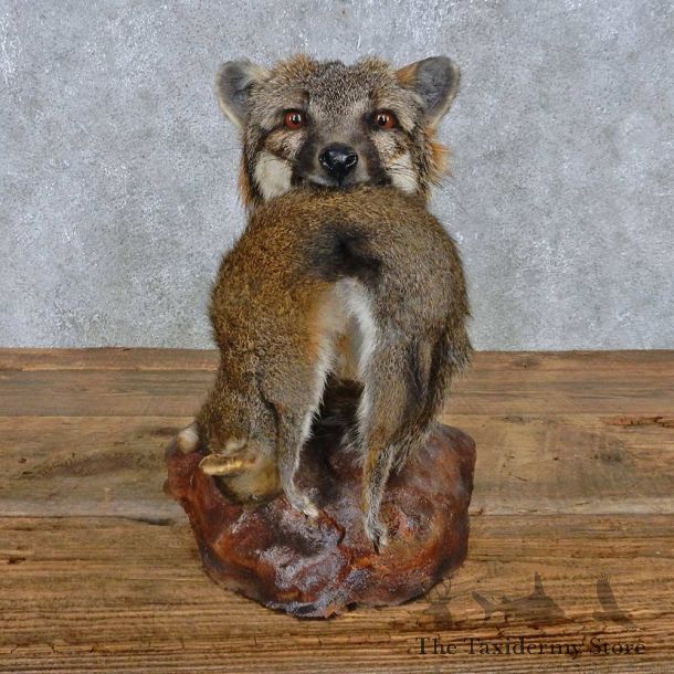 Gray Fox w/ Squirrel Shoulder Mount For Sale #15183 @ The Taxidermy Store