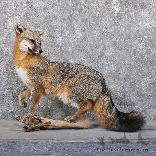 Grey Fox Taxidermy Mount #11822 For Sale @ The Taxidermy Store