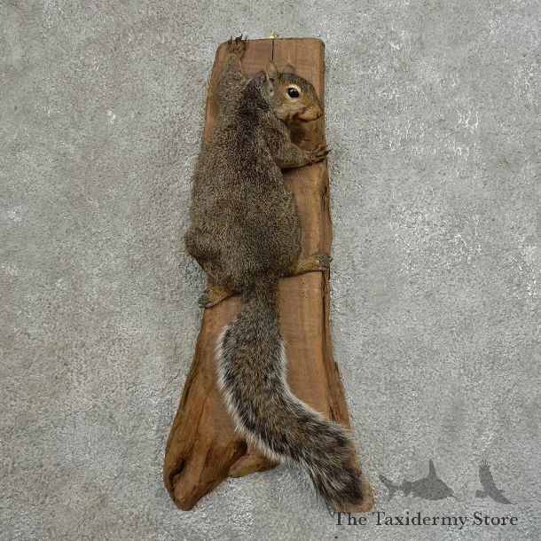 Grey Squirrel Life-Size Mount For Sale #16850 @ The Taxidermy Store
