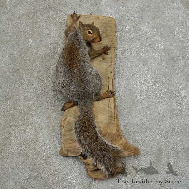 Grey Squirrel Life-Size Mount For Sale #16851 @ The Taxidermy Store