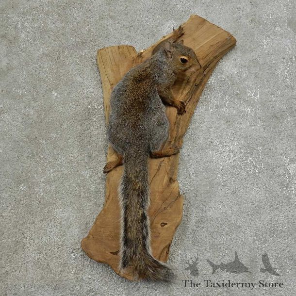 Grey Squirrel Life-Size Mount For Sale #16852 @ The Taxidermy Store