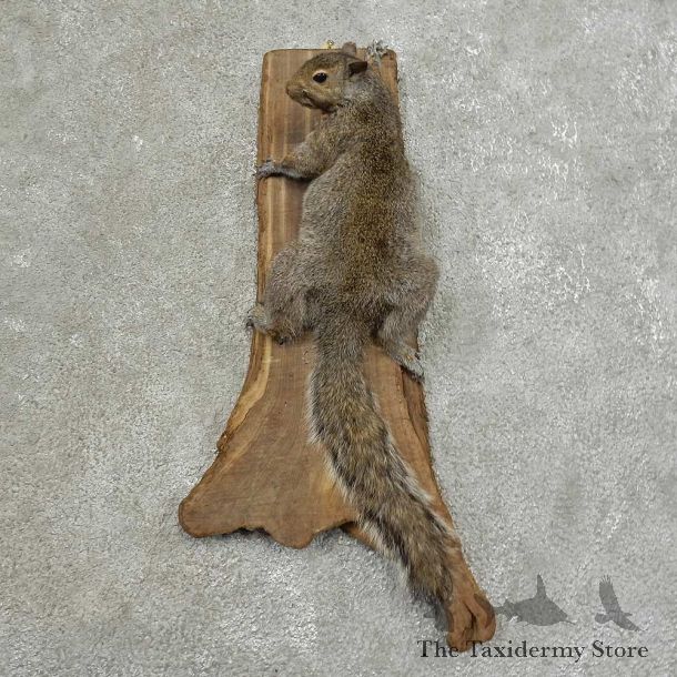 Grey Squirrel Life-Size Mount For Sale #16853 @ The Taxidermy Store