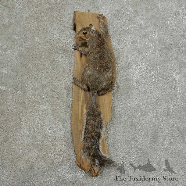 Grey Squirrel Life-Size Mount For Sale #16854 @ The Taxidermy Store