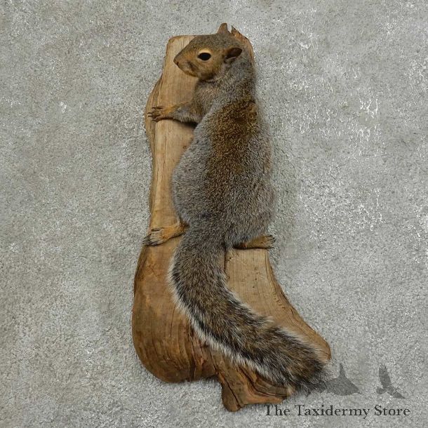 Grey Squirrel Life-Size Mount For Sale #16855 @ The Taxidermy Store