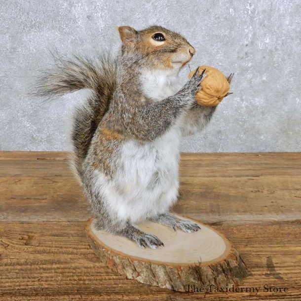 Grey Squirrel Mount For Sale #14865 @ The Taxidermy Store