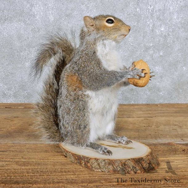 Grey Squirrel Mount For Sale #14866 @ The Taxidermy Store