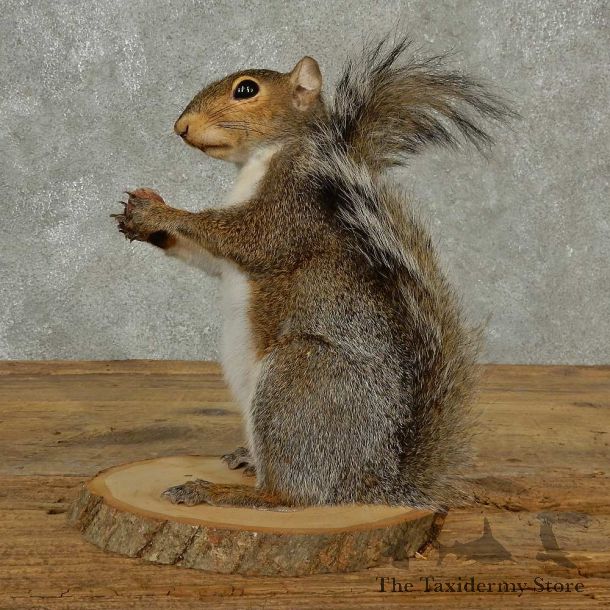 Grey Squirrel Life-Size Mount For Sale #16812 @ The Taxidermy Store