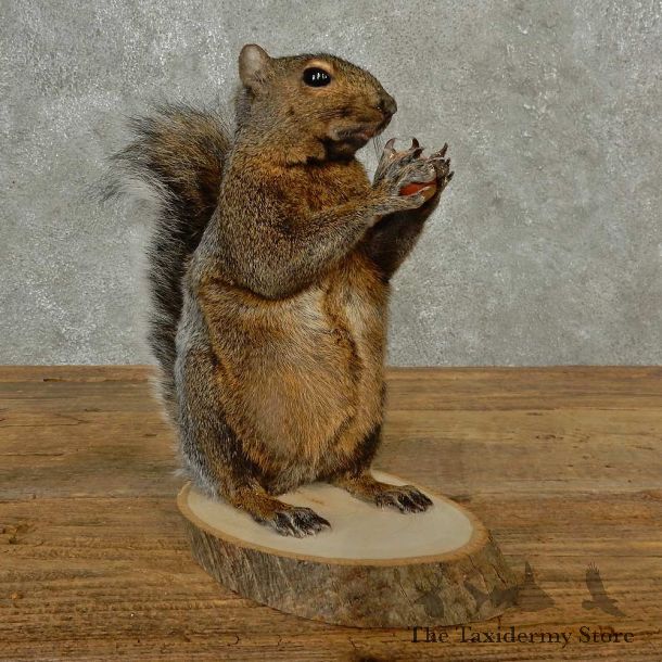 Grey Squirrel Life-Size Mount For Sale #16813 @ The Taxidermy Store