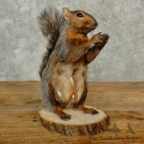 Grey Squirrel Life-Size Mount For Sale #16814 @ The Taxidermy Store