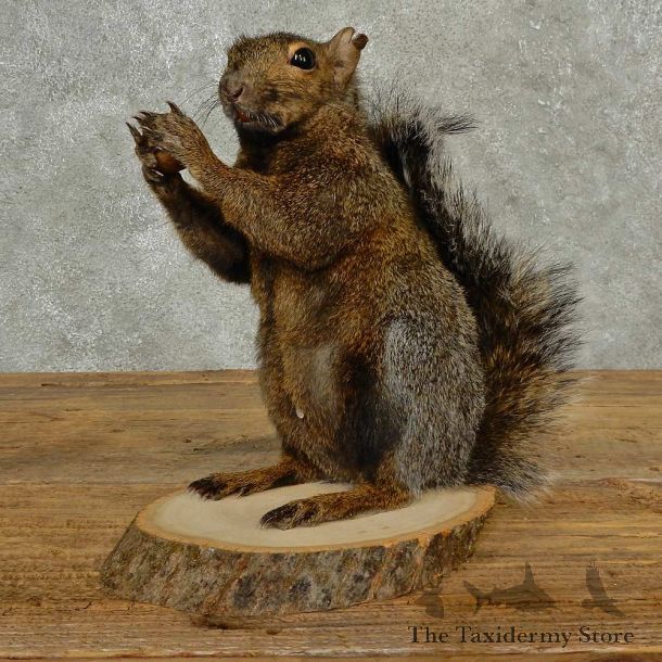 Grey Squirrel Life-Size Mount For Sale #16815 @ The Taxidermy Store