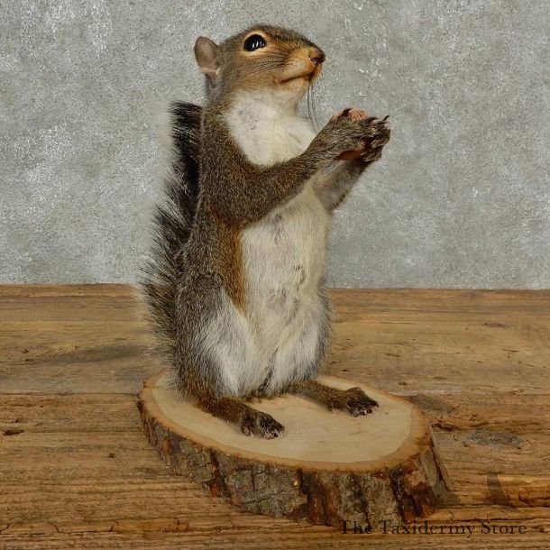 Grey Squirrel Life-Size Mount For Sale #16816 @ The Taxidermy Store