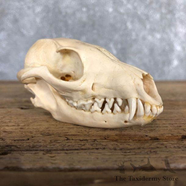 Grey Fox Full Skull Mount For Sale #19835 @ The Taxidermy Store