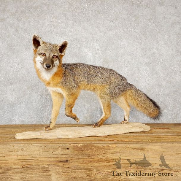 Grey Fox Life-Size Mount For Sale #18889 @ The Taxidermy Store