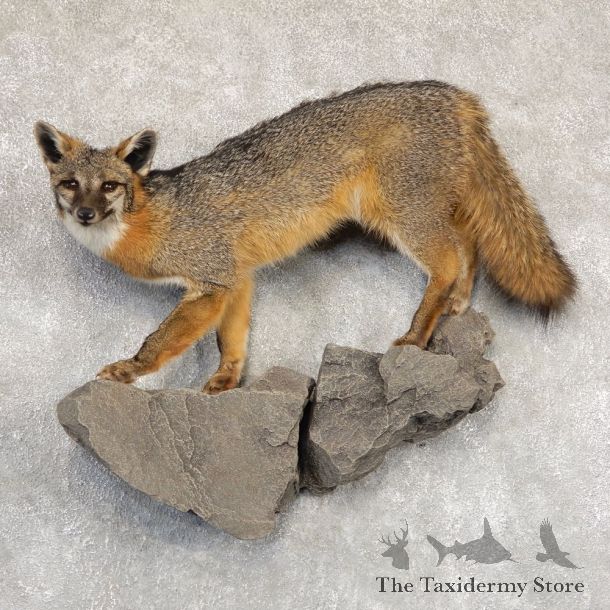 Grey Fox Life-Size Mount For Sale #18912 @ The Taxidermy Store