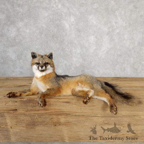 Grey Fox Life-Size Mount For Sale #19046 @ The Taxidermy Store