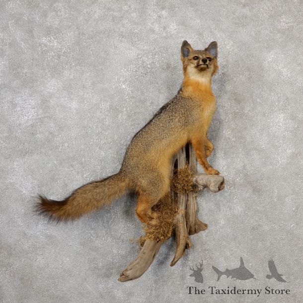 Grey Fox Life-Size Mount For Sale #19098 @ The Taxidermy Store