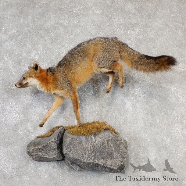 Grey Fox Life-Size Mount For Sale #19099 @ The Taxidermy Store