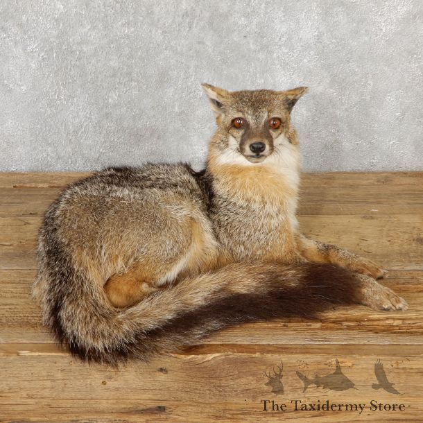 Grey Fox Life-Size Mount For Sale #19279 @ The Taxidermy Store
