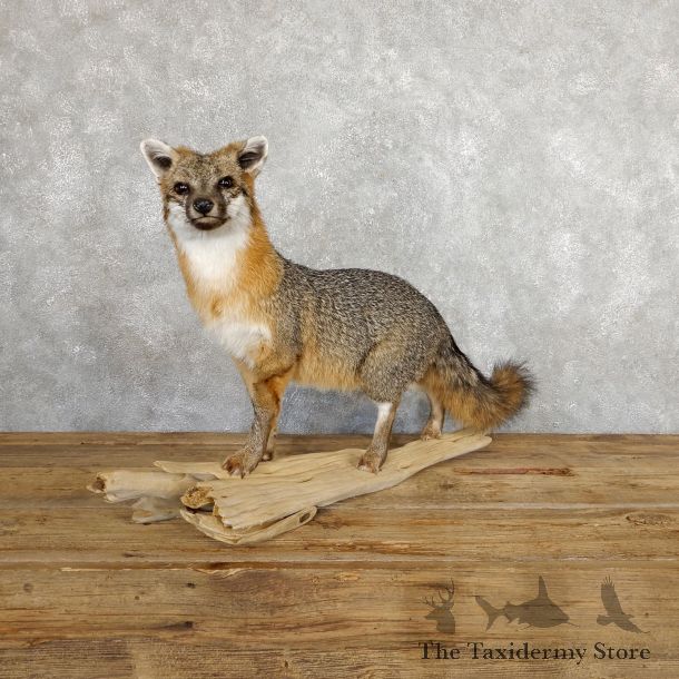 Grey Fox Life-Size Mount For Sale #19667 @ The Taxidermy Store