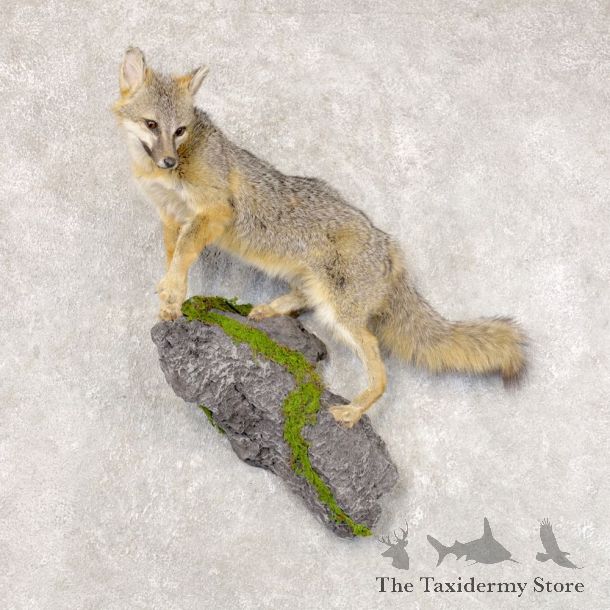 Grey Fox Life-Size Mount For Sale #22587 @ The Taxidermy Store
