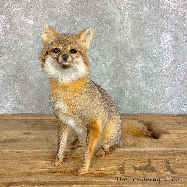 Grey Fox Life-Size Mount For Sale #22829 @ The Taxidermy Store