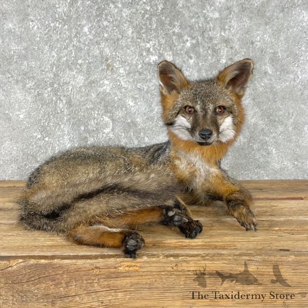 Grey Fox Life-Size Mount For Sale #25284 @ The Taxidermy Store
