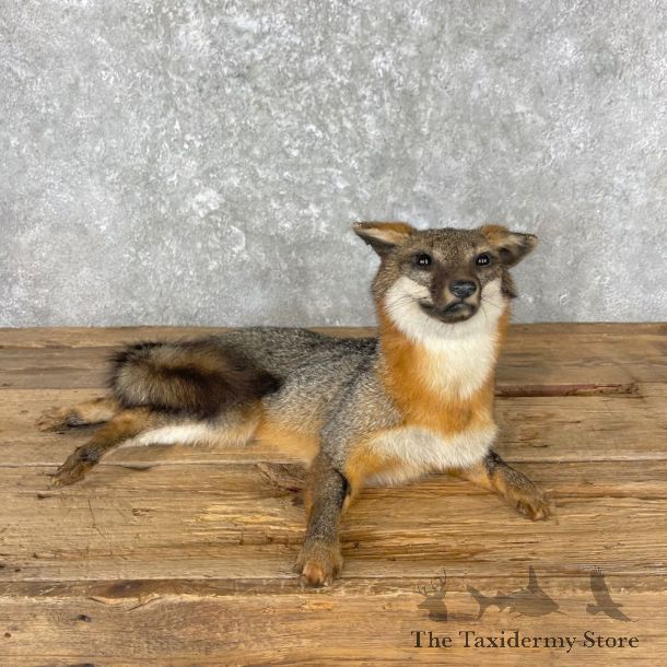 Grey Fox Life-Size Mount For Sale #26972 @ The Taxidermy Store