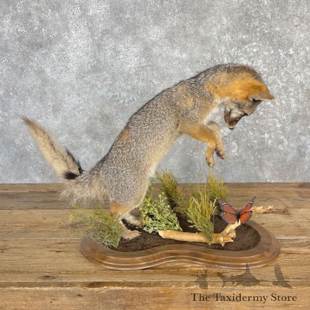 Grey Fox Life-Size Mount For Sale #27128 @ The Taxidermy Store