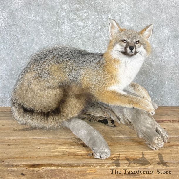 Grey Fox Life-Size Mount For Sale #27195 @ The Taxidermy Store