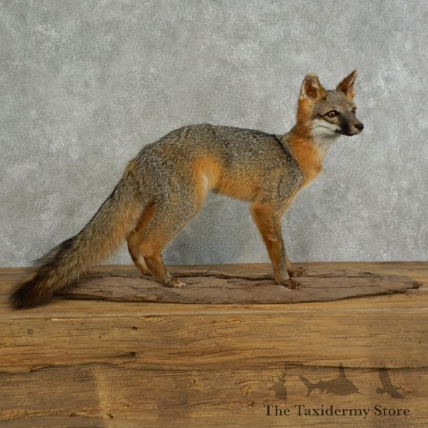 Grey Fox Life-Size Mount For Sale #17044 @ The Taxidermy Store