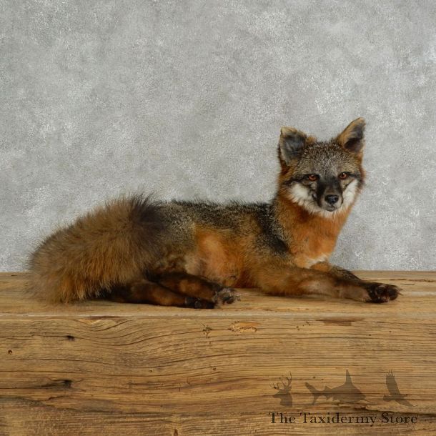 Grey Fox Life-Size Mount For Sale #17045 @ The Taxidermy Store