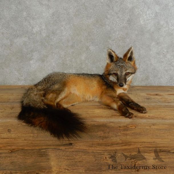Grey Fox Life-Size Mount For Sale #17195 @ The Taxidermy Store