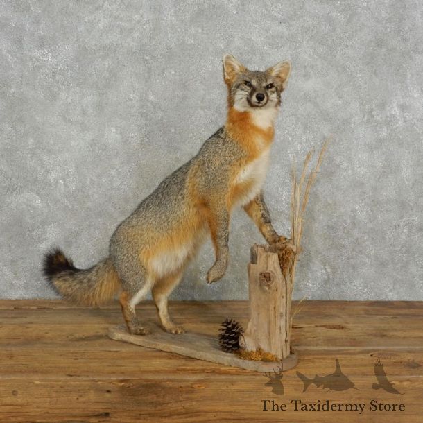 Standing Gray Fox Life Size Taxidermy Mount #17383 For Sale @ The Taxidermy Store