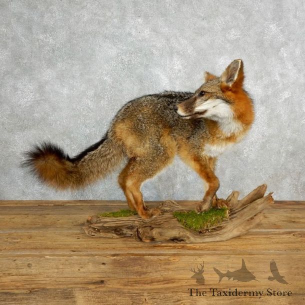 Grey Fox Life Size Taxidermy Mount #17836 For Sale @ The Taxidermy Store