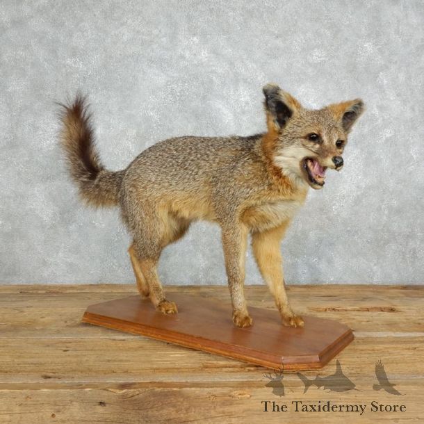 Grey Fox Life-Size Mount For Sale #18011 @ The Taxidermy Store