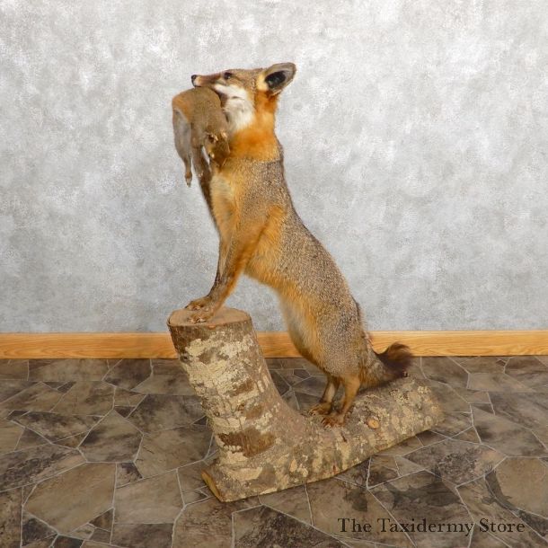 Grey Fox With Squirrel Life-Size Mount For Sale #18888 @ The Taxidermy Store