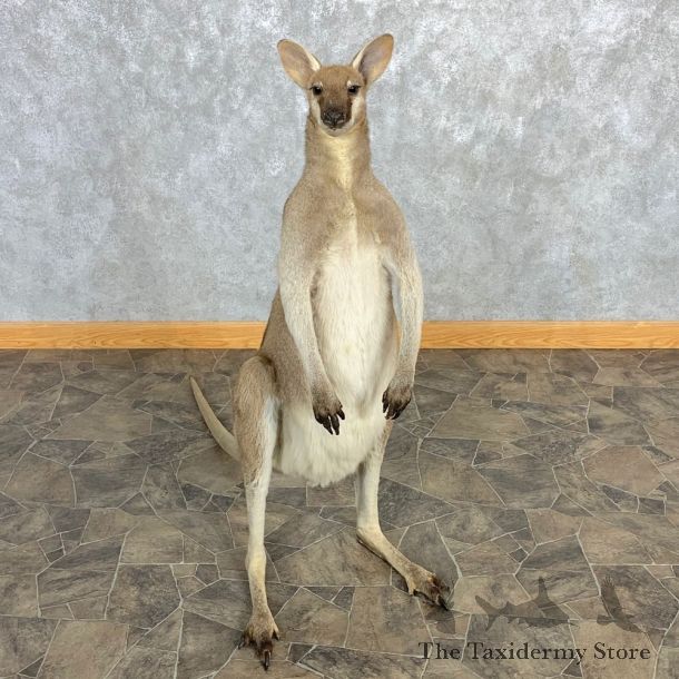 Grey Kangaroo Taxidermy Mount For Sale #22469 @ The Taxidermy Store