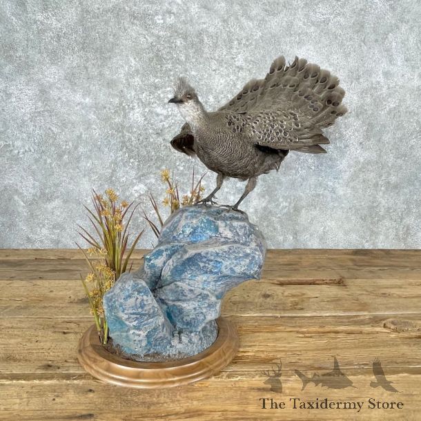 Grey Peacock Pheasant Bird Mount For Sale #26979 @ The Taxidermy Store