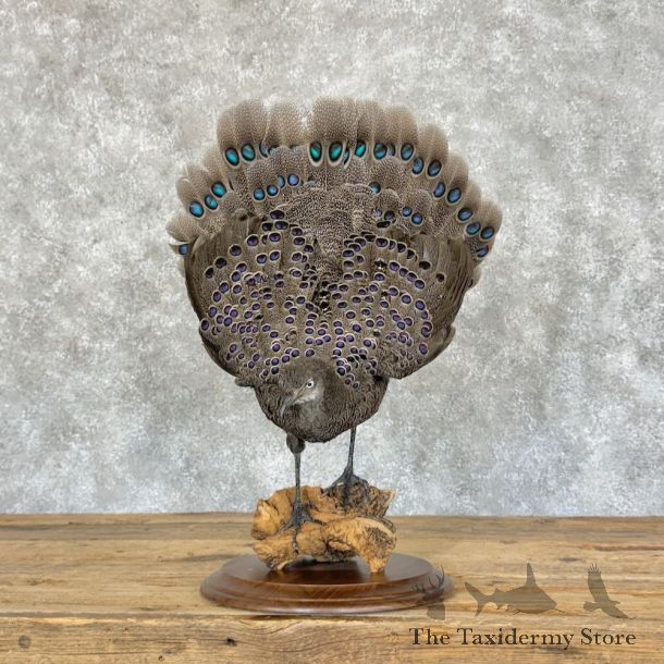 Grey Peacock Pheasant Taxidermy Bird Mount For Sale #19433 @ The Taxidermy Store @ The Taxidermy Store
