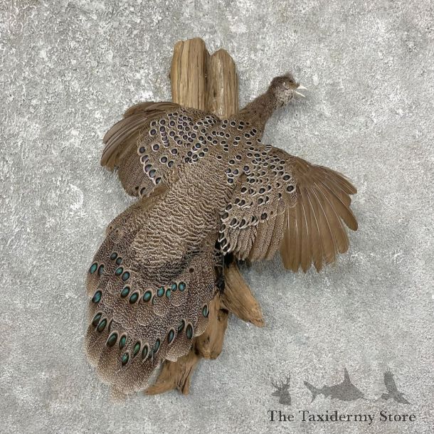 Grey Peacock Pheasant Taxidermy Bird Mount For Sale #25243 @ The Taxidermy Store @ The Taxidermy Store