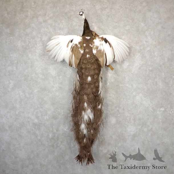 Grey Piebald Peacock Bird Mount For Sale #18925 @ The Taxidermy Store