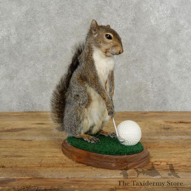 Golfing Squirrel Novelty 17109 @Taxidermy Mount For Sale