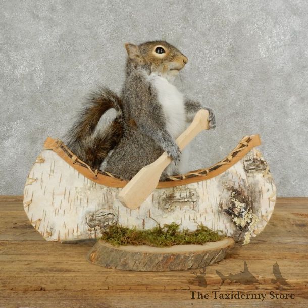 Canoe Squirrel Novelty Mount For Sale #17106 @ The Taxidermy Store